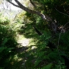 Plants: image 74 Of 208 Thumb